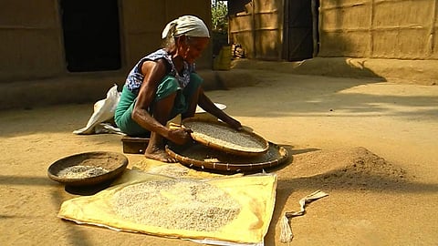 Jhum farmer sifting rice