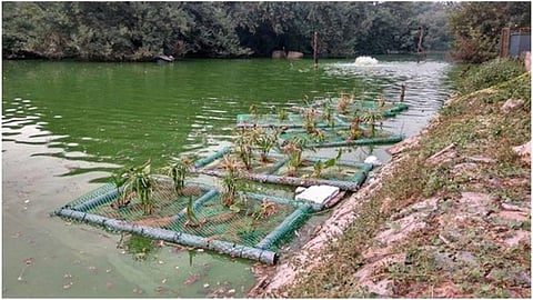Phytoremediation principle is used to convert Hauz Khas lake into a water purifying wetland ecosystem. (Image: Tarun Nanda)