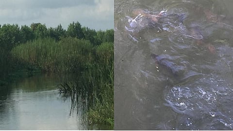 Thapana stream in Mandoli village shows dense vegetation in riparian zone and fish flocking the stream.
