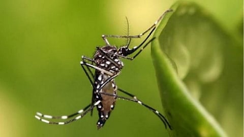 The dengue-causing Aedes aegypti mosquito (Source: Wikimedia Commons)