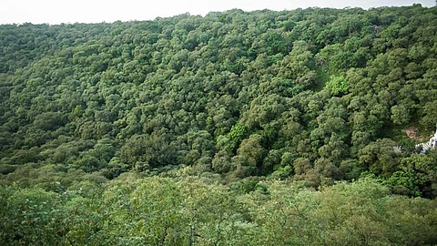Mangar Bani, with its trees, plants, birds and animals, is an ecological hotspot but it is finding it hard to keep builders and land grabbers at bay. (Image: Pradip Krishen, Facebook)