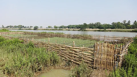 Mangrove nursery (Source: India Water Portal)