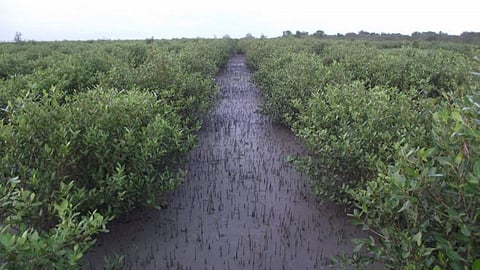 Mangroves of the Sundarbans. (Source: Nature Environment & Wildlife Society - NEWS)