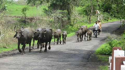 Small scale farmers with their livestock (Image Source: India Water Portal)