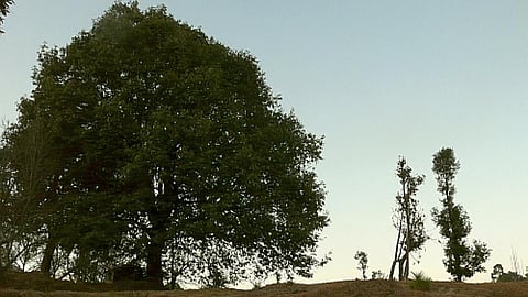 Quality of a forest matters as much as quantity