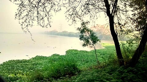 Okhla Bird Sanctuary (Source: Amit Pratap via Wikipedia)
