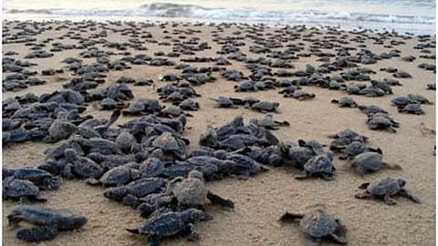Olive Ridley sea turtles; Source: The Hindu