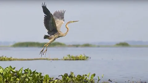 Ousteri lake (Source: Screenshot from the film Ousteri Lake)