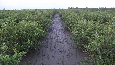 Mangroves of Sundarbans. (Source: Nature Environment & Wildlife Society - NEWS)