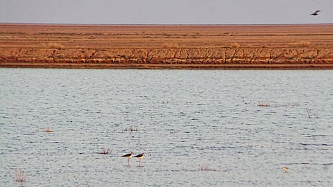 The Little Rann of Kutch (Image source: India Water Portal)