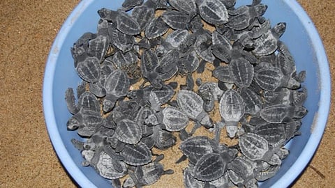 Hatchlings ready for safe release into the sea