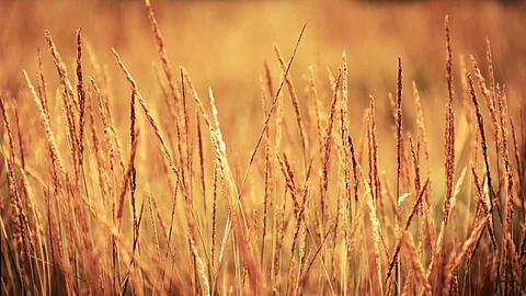 As India continues in its nutrition transition, people currently consuming the rice and low diversity pattern will be likely to adopt more diverse diets (Image: Senthil T S K, Wikimedia Commons)