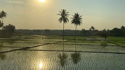Rice field in Karnataka (Image: Guldem Ustun, Flickr Commons, CC BY 2.0)