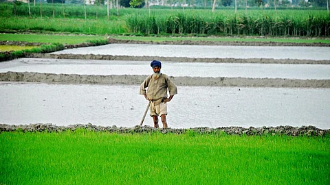 Whatever be the water situation, it doesn’t look like paddy’s popularity as a crop is going to diminish anytime soon. Source: Akshay Mahajan/Flickr