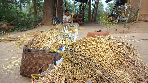 At his farm in Odisha, Deb conserves 1,200 traditional varieties of rice.