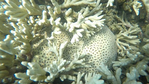 Coral Montipora Digitata. (Pic courtesy: ISW)