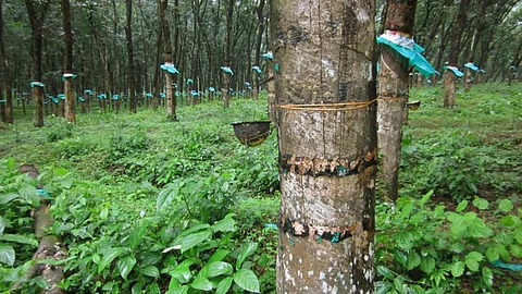 Tripura had the highest rate of growth of rubber plantation during the first decade of the millennium as compared to any other state (Image: Flickr Commons)