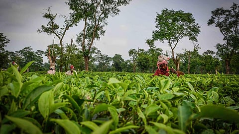 Women plucking tea leaves at a garden in Golaghat