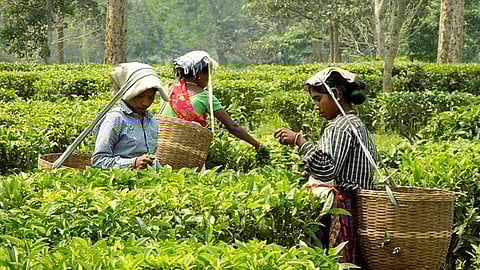 Women workers at a tea plantation in Assam (Image Source: Wikimedia Commons)