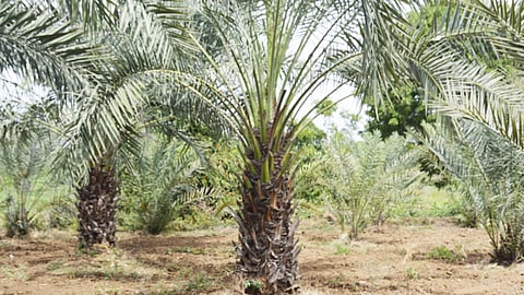 Thangavel date farm (Source: India Water Portal)