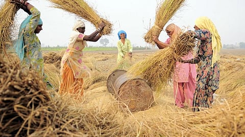 Farmers thresh paddy during harvest at Sangrur, Punjab. (Source: Neil Palmer, CIAT, 2011, Wikimedia Commons)