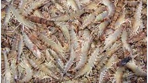 Tiger shrimp production at Rohtak; Source: CIFE
