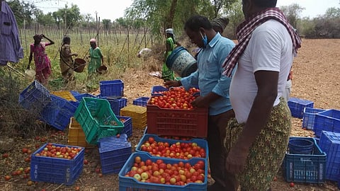 In the light of disrupted food supply systems, especially for fresh produce, the village institution arranged for harvesting and sale of produce. (Image: FES)