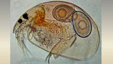 Water fleas can warn of water pollution (Image Source: Sameer Padhye)
