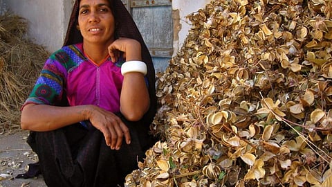 A woman from the Ahir tribe at Chapredi village, east of Bhuj with cotton husks. (Image: Meena Kadri, Flickr Commons, CC BY-ND 2.0