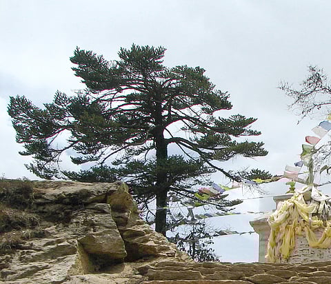 देवदार के पेड़ ऊपरी इलाकों की ओर बढ़ रहे हैं