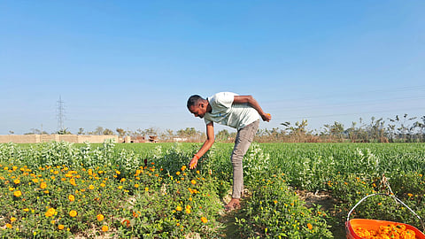 गाँव के खेतों में मुकेश गेंदे के फूल तोड़ते हुए—हर फूल में उनकी मेहनत और प्रकृति की सौगात छुपी है।