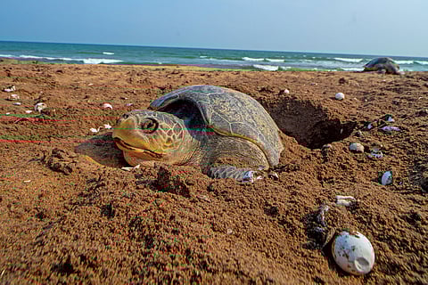 Olive Ridley turtle Arribada nesting