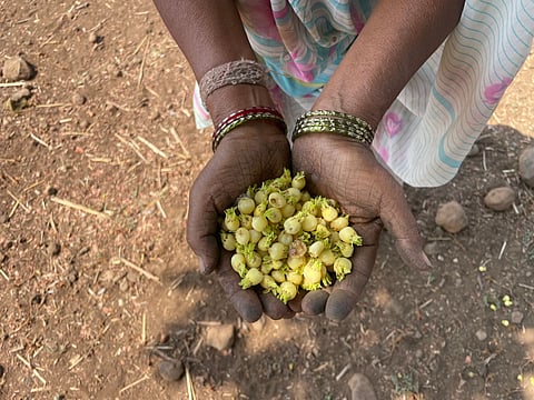 कुंती के हाथों में चिपके हैं छोटे-छोटे मीठे महुआ के फूल — जंगल की एक मीठी सौगात।