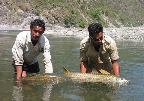 कॉर्प और महशीर मछलियों के जरिये चंपावत की झीलों का पारिस्थितिक संतुलन सुधारने और पर्यटन बढ़ाने की कवायद।