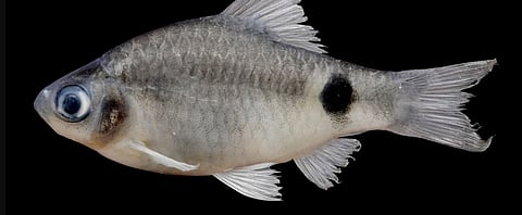 ब्रह्मपुत्र नदी में खोजी गई साइप्रिनिड परिवार की एक नई मछली 'पेथिया डिब्रूगढ़ेंसिस' असम के डिब्रूगढ़ के पास मिलने के कारण इसे यह नाम दिया गया है। पूछ के पास काला धब्बा और व्यवहार में कुछ अन्य विशेषताएं इसे अपने वर्ग की अन्य मछलियों से अलग करती हैं।