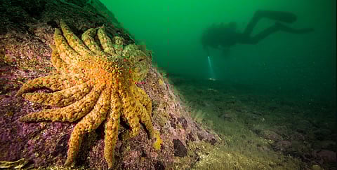 प्रशांत महासागर के अमेरिकी तटवर्ती इलाकों में संक्रामक बीमारी के चलते एक दशक से सी-स्टार मछलियों की मौतों का सिलसिला जारी है।