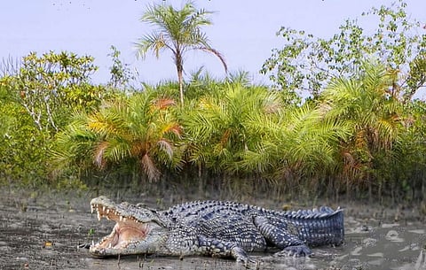 सुंदरबन बायोस्फीयर रिज़र्व में खारे पानी के मगरमच्छों की संख्या में बढ़ोतरी दर्ज़ की गई है।
