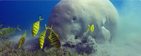 स्रोत : मोंगाबे