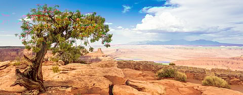 जलवायु परिवर्तन, लगातार खेती और रसायनिक खादों के अत्यधिक इस्तेमाल के चलते हमारी धरती पर साल दर साल बंजर ज़मीनों का दायरा बढ़ता जा रहा है।