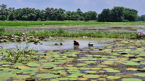 रामसूरत साहनी मखाना एकत्र करते हैं। उम्र बढ़ने की वजह से पानी में उतरना कठिन हो गया है, पर उनकी निपुणता अब भी कायम है।