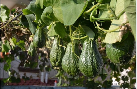 इस्कुट, जिसे स्थानीय लोग चायोटे कहते हैं, मिज़ोरम के लोगों के लिए केवल एक सब्ज़ी नहीं, बल्कि उनकी रोज़ी-रोटी का ज़रिया रहा है।