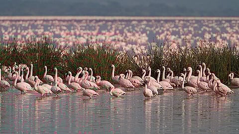 राजस्थान की सांभर झील में हर साल के मुक़ाबले इस बार काफ़ी ज़्यादा फ्लेमिंगो पक्षी प्रवास के लिए आए हैं।