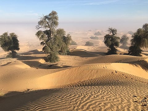 खेजड़ी के पेड़ की जड़ें रेगिस्तान की रेतीली ज़मीन को कस कर पकड़ कर रखती हैं, जिससे मरुस्थलीकरण को रोकने में मदद मिलती है।