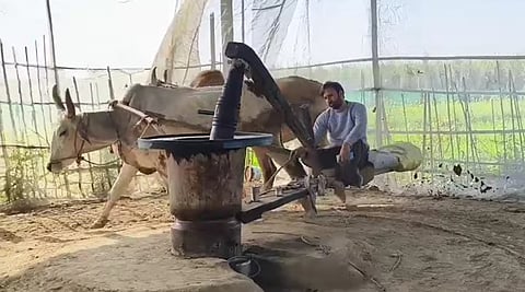 बैलों से चलने वाले पत्थर के कोल्हू में कुछ इस तरह की जाती थी गन्ने और सरसों की पेराई