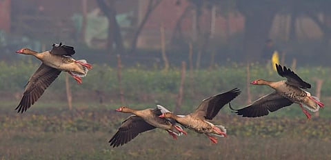 बाराबंकी की कमरावां झील विदेशी प्रवासी पक्षियों का एक बड़ा आश्रय स्थल बनकर उभरी है, पर वेटलैंड्स पर अतिक्रमण व पर्यटन को बढ़ावा देने के नाम पर हो रहे निर्माणों के चलते यह प्राकृतिक स्थल खतरे में पड़ते जा रहे हैं।