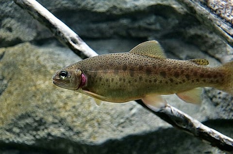 कश्मीर में ट्राउट मछली पालन केवल एक गतिविधि नहीं, बल्कि धीरे-धीरे उभरती हुई एक पूरी स्थानीय अर्थव्यवस्था है, जिसकी बुनियाद इन पहाड़ी जलधाराओं पर टिकी है।