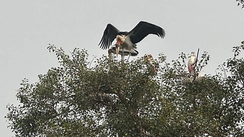 दुर्लभ पक्षी गरुड़ 