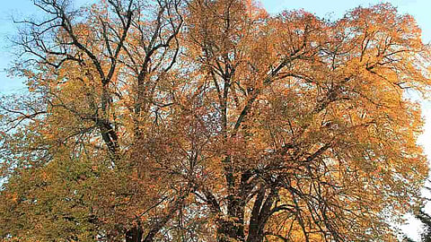 शरद ऋतु या पतझड़ (Autumn meaning in Hindi)