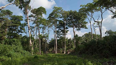 उष्णकटिबंधीय किसे कहते हैं? (What is Tropical? - Meaning and definition in Hindi)