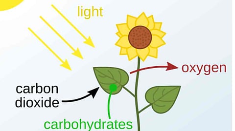 प्रकाश-संश्लेषण का अर्थ (Photosynthesis Meaning in Hindi)